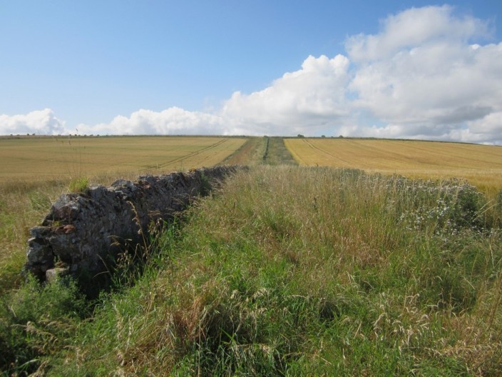 Grassy field margin