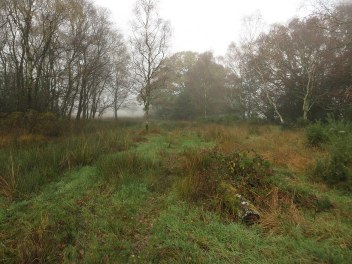 Grassland at Bog House