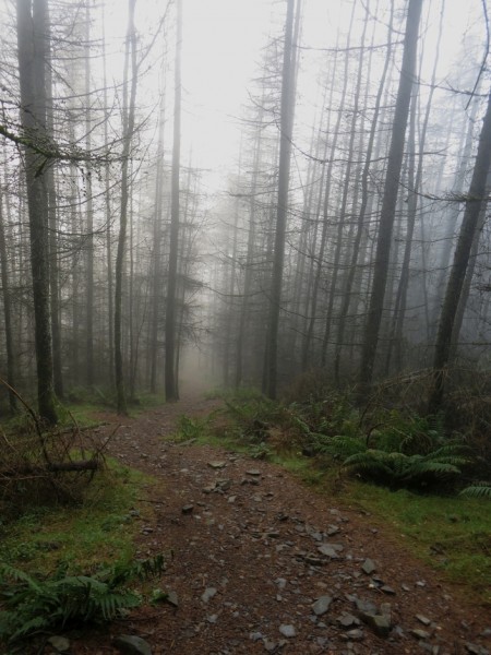 Path in Thornthwaite Forest