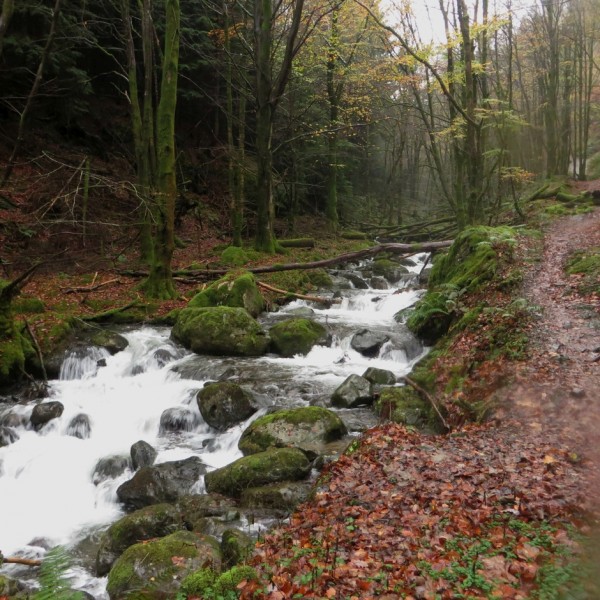 Comb Beck