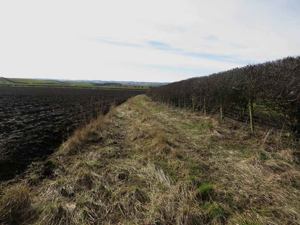 A bridleway following the margin of a ploughed arable field