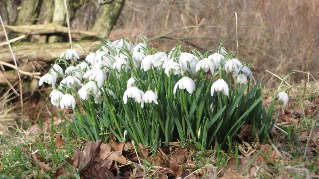 A clump of snowdrops in a woodland near Lucker