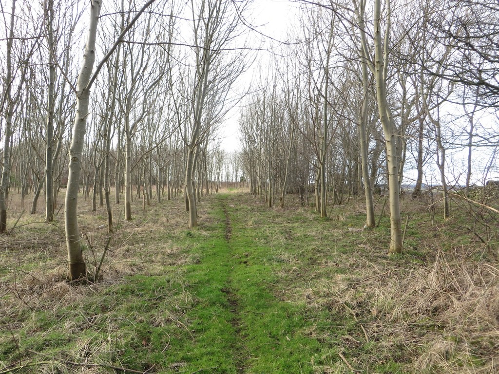 Woodland footpath near Mousen