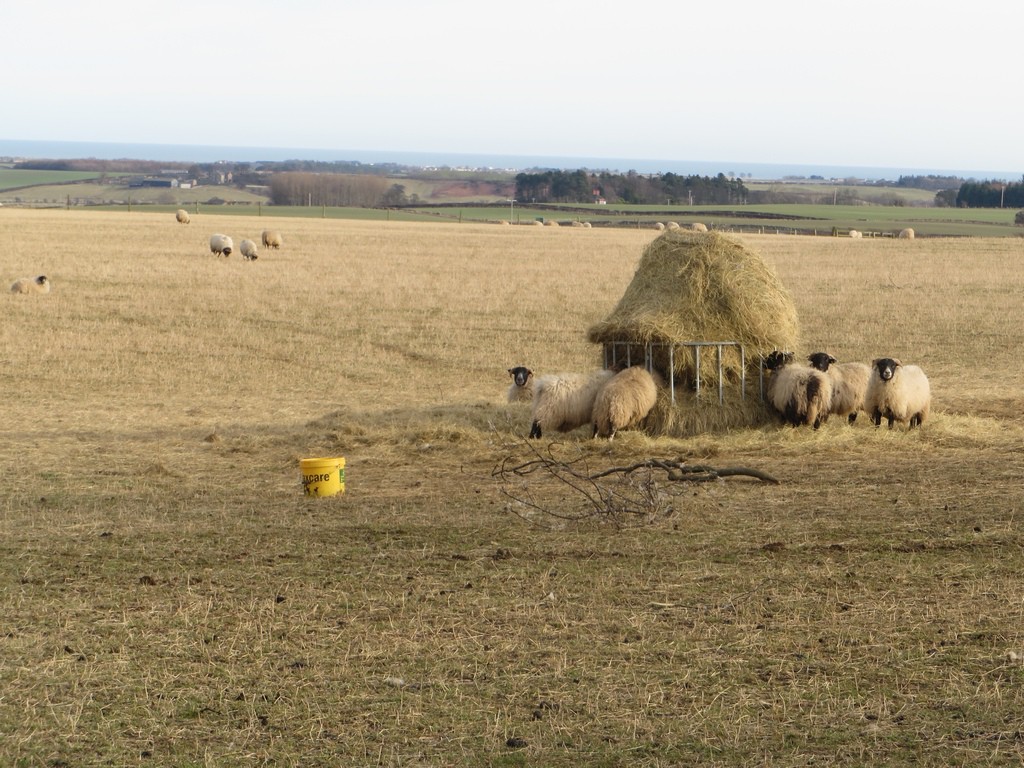 Sheep in a grass field