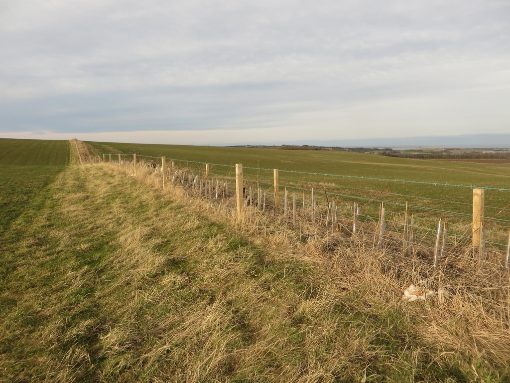 Newly planted hedgerow