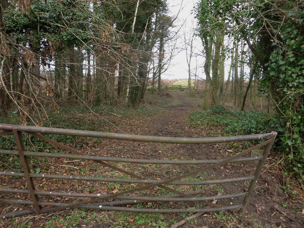 The footpath passes between trees in a wood at Whitelee