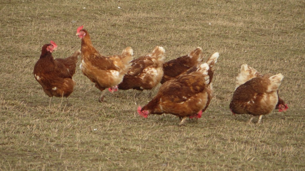 a group of chickens in a field