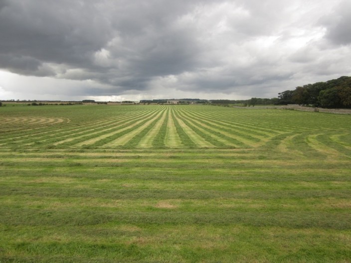 Gras field at Boulmer