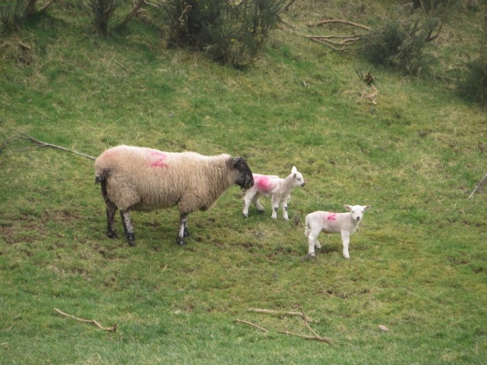 Grazing ewe and lamb