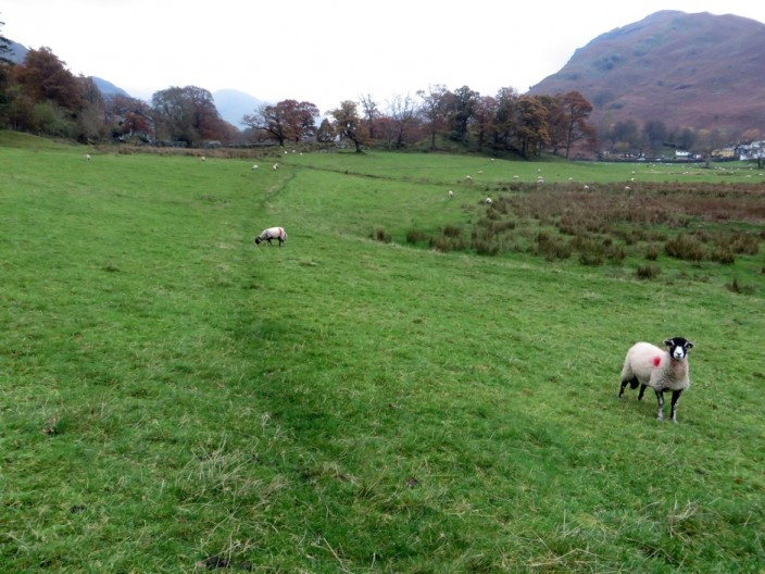 Footpath across a grass field