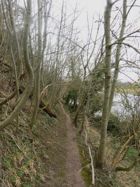 Path through trees Path passing through trees