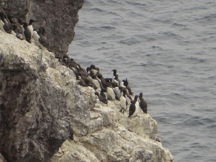 Nesting guillemots