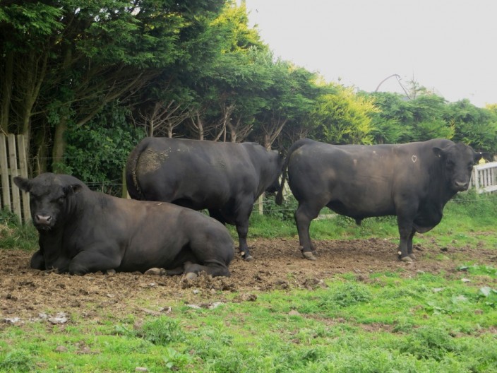 Grazing bulls