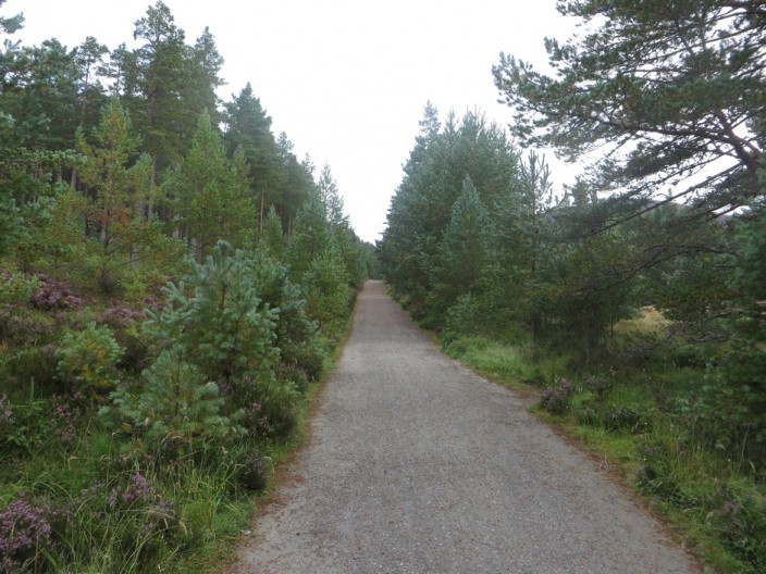 Wide path between trees