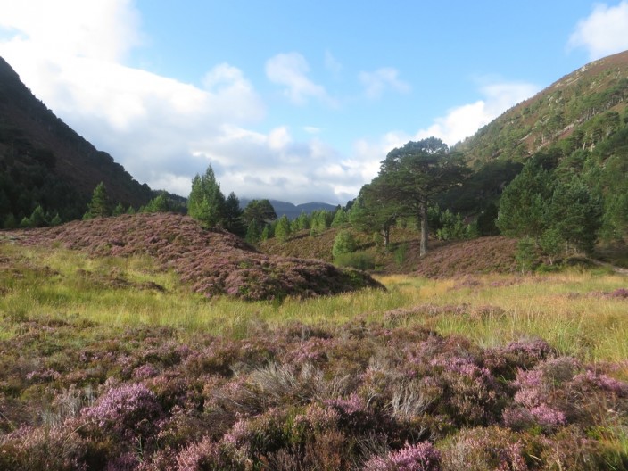 Heather and pine trees