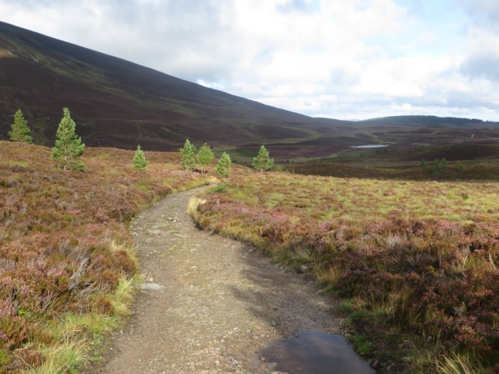 A path through a landscape of heather