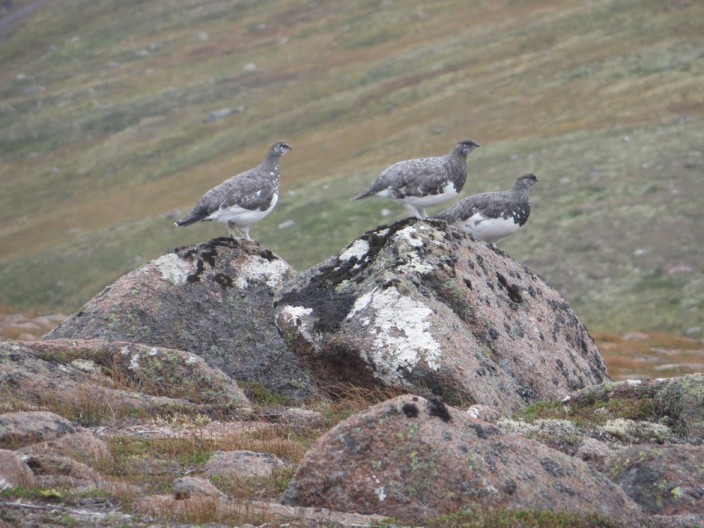 Ptarmigans