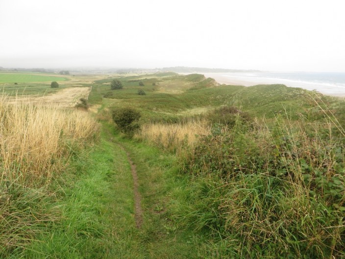 Vegetation covered dunes