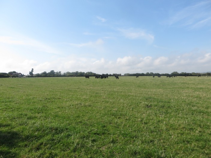 Cattle Grazing at Tughall