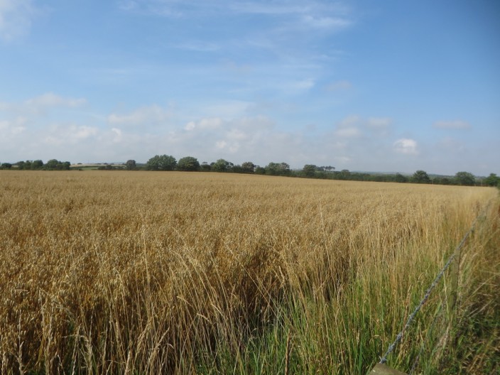 Field of oats