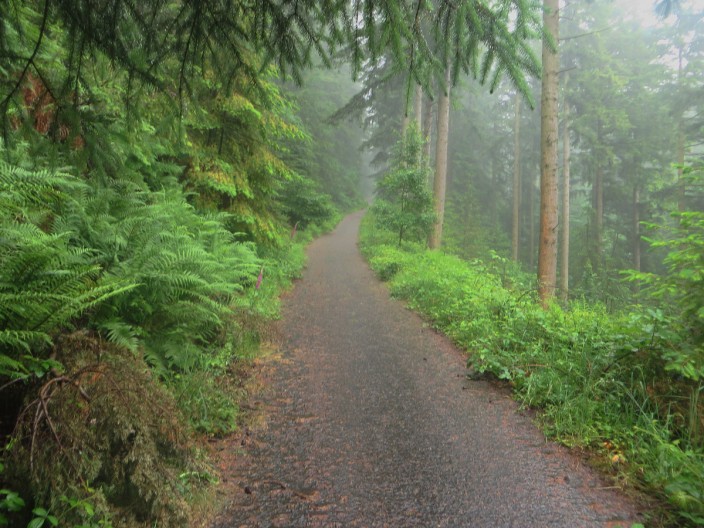 Path in Dodd Wood