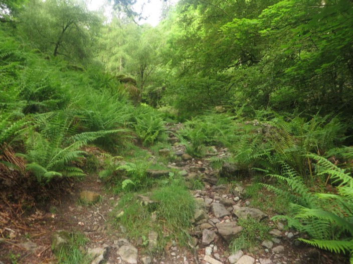 Looking down the path through Wyke Plantation