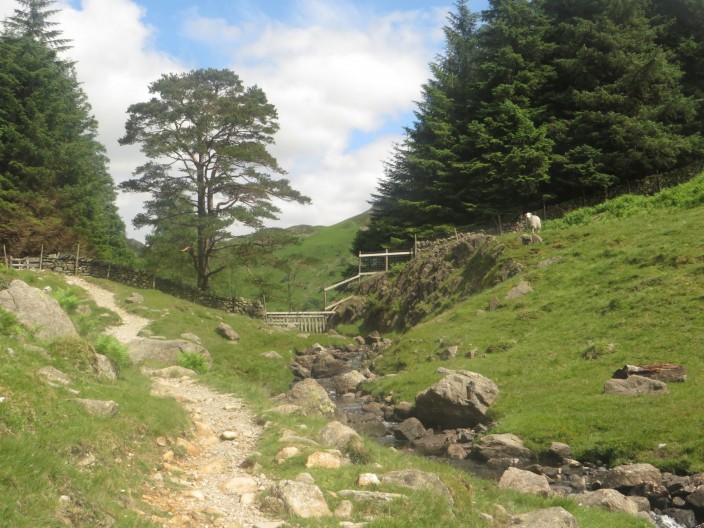 footpath south of Blea Tarn