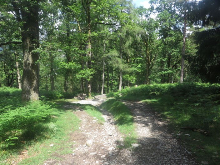 Woodland footpath