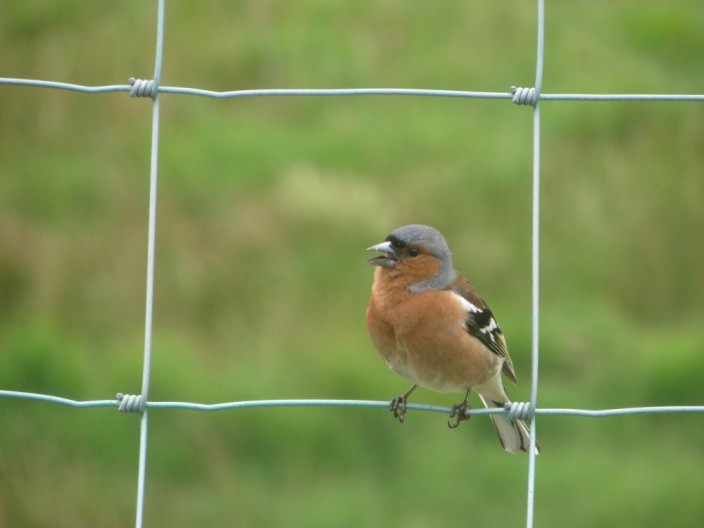 Chaffinch on a fence