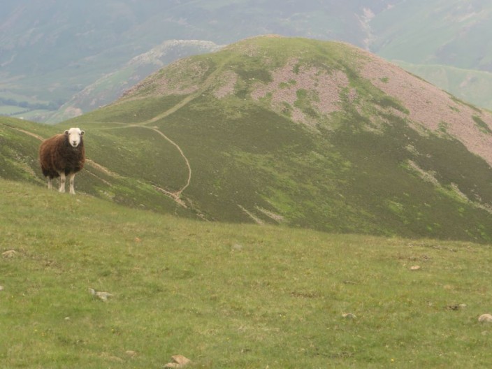 Dodd viewed from Red Pike